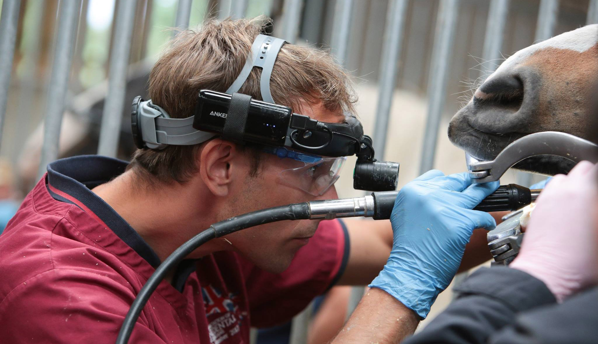 British Association of Equine Dental Technicians Home